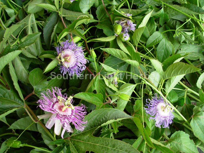 13-passion-flower-on-drying-screens
