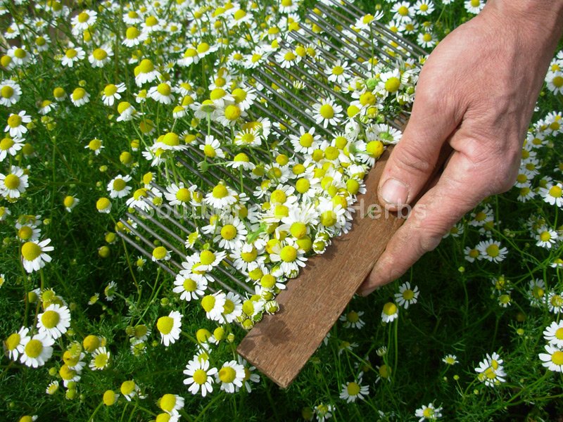 9-chamomile-flowers-hand-harvesting