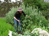 10-harvesting-marshmallow-leaf-with-reaping-hook