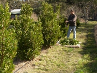 14-autumn-harvest-of-bay-leaves