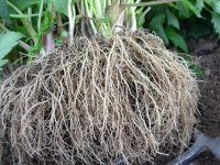 16-winter-dug-valerian-root