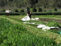 3-blessed-thistle-collecting-harvest-in-sheets