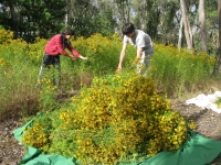 4-wildharvesting-st-johns-wort